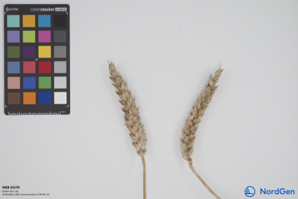 Click for 1 image(s) for this accession. SPIKE