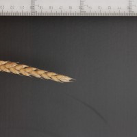 Click for 2 image(s) for this accession. Image