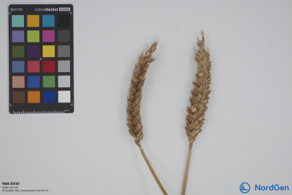 Click for 2 image(s) for this accession. SPIKE