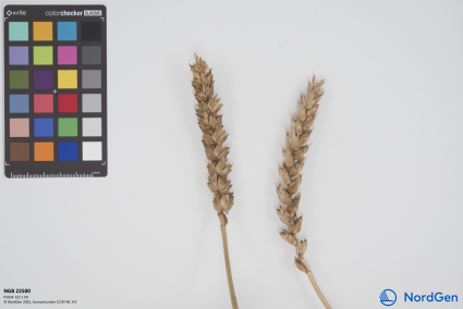 Click for 2 image(s) for this accession. SPIKE