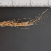 Click for 2 image(s) for this accession. Image