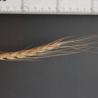Click for 2 image(s) for this accession. Image