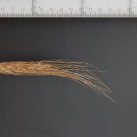 Click for 2 image(s) for this accession. Image