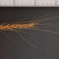 Click for 2 image(s) for this accession. Image