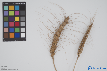 Click for 2 image(s) for this accession. SPIKE