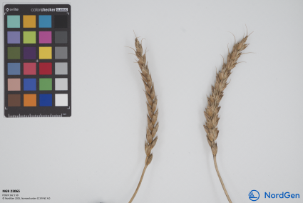 Click for 3 image(s) for this accession. SPIKE