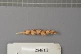 column Spike