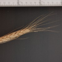 Click for 2 image(s) for this accession. Image