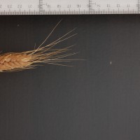 Click for 2 image(s) for this accession. Image