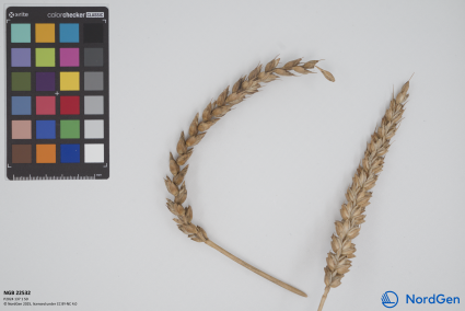 Click for 2 image(s) for this accession. SPIKE