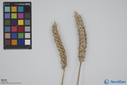 Click for 1 image(s) for this accession. SPIKE