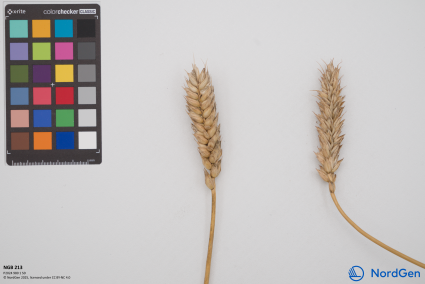 Click for 2 image(s) for this accession. SPIKE