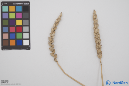 Click for 3 image(s) for this accession. SPIKE