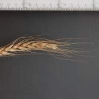 Click for 2 image(s) for this accession. Image