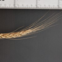 Click for 2 image(s) for this accession. Image