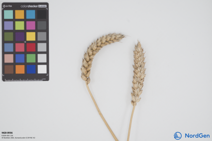 Click for 1 image(s) for this accession. SPIKE