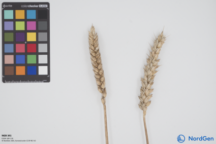 Click for 1 image(s) for this accession. SPIKE