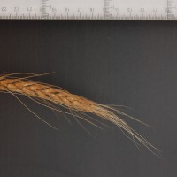 Click for 6 image(s) for this accession. Image