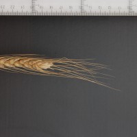 Click for 2 image(s) for this accession. Image