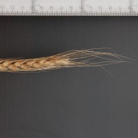 Click for 2 image(s) for this accession. Image