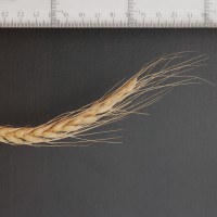 Click for 2 image(s) for this accession. Image