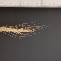 Click for 2 image(s) for this accession. Image