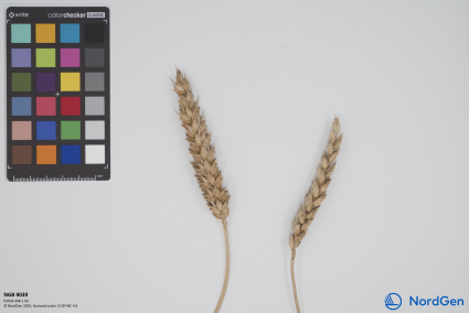 Click for 1 image(s) for this accession. SPIKE