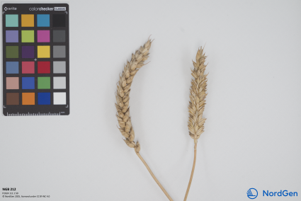 Click for 1 image(s) for this accession. SPIKE