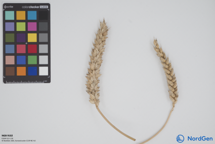 Click for 1 image(s) for this accession. SPIKE