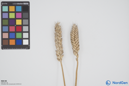 Click for 1 image(s) for this accession. SPIKE