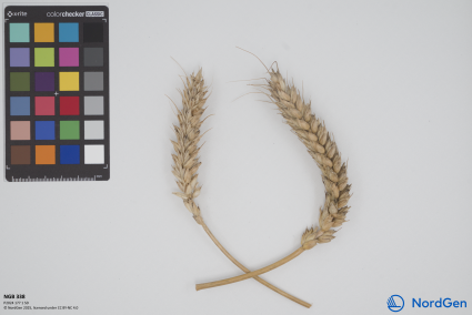 Click for 1 image(s) for this accession. SPIKE