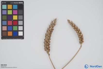 Click for 1 image(s) for this accession. SPIKE