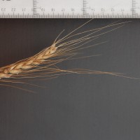 Click for 2 image(s) for this accession. Image