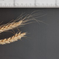 Click for 6 image(s) for this accession. Image