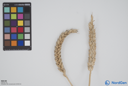 Click for 1 image(s) for this accession. SPIKE