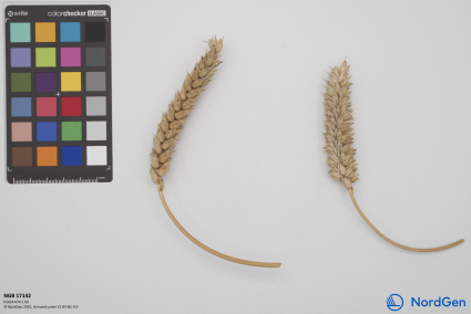 Click for 1 image(s) for this accession. SPIKE