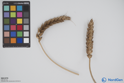 Click for 3 image(s) for this accession. SPIKE