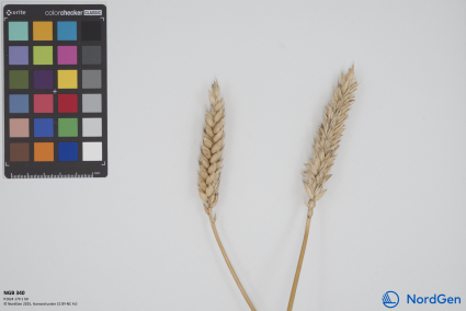 Click for 1 image(s) for this accession. SPIKE