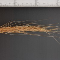 Click for 2 image(s) for this accession. Image