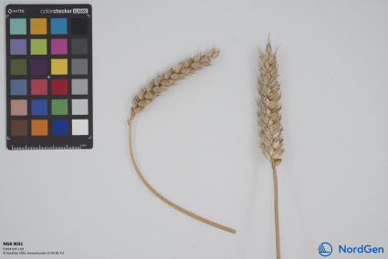 Click for 1 image(s) for this accession. SPIKE