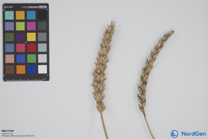 Click for 1 image(s) for this accession. SPIKE