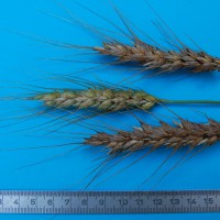 Click for 1 image(s) for this accession. Image