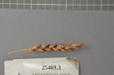 column Spike