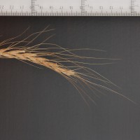 Click for 2 image(s) for this accession. Image