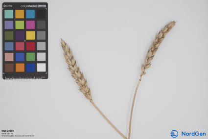 Click for 1 image(s) for this accession. SPIKE