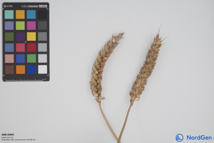 Click for 2 image(s) for this accession. SPIKE