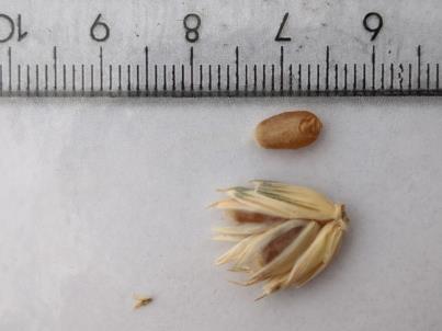 column Spikelet