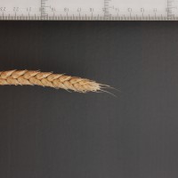Click for 2 image(s) for this accession. Image