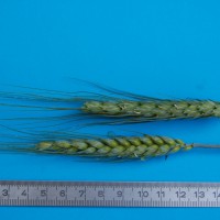 Click for 2 image(s) for this accession. Image