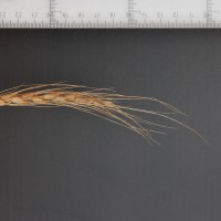 Click for 2 image(s) for this accession. Image